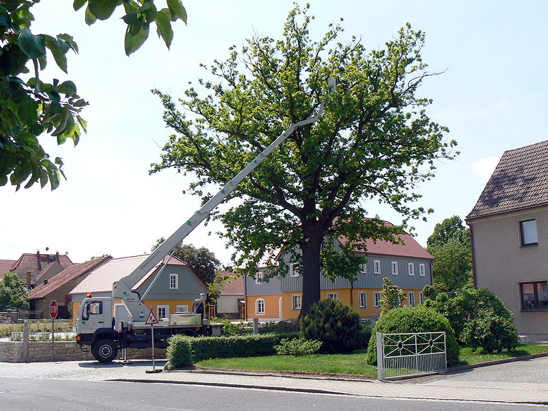 Baumpflege
